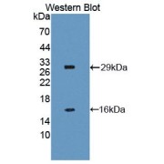abx103935