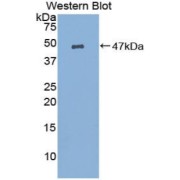 Western blot analysis of the recombinant protein.