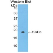 abx103942