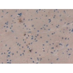 Secreted Ly6/uPAR Related Protein 1 (SLURP1) Antibody