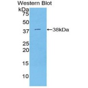 abx103946