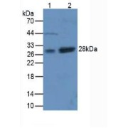 Western blot analysis of (1) Mouse Kidney Tissue and (2) Mouse Lung Tissue.