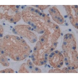 Transcription Factor A, Mitochondrial (TFAM) Antibody