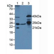 Western blot analysis of (1) Mouse Liver Tissue, (2) Mouse Heart Tissue and (3) Mouse Testis Tissue.