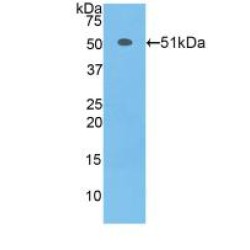 Transcription Factor A, Mitochondrial (TFAM) Antibody