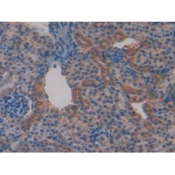 Transcription Factor A, Mitochondrial (TFAM) Antibody