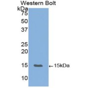 abx103972