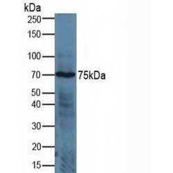 A Disintegrin And Metalloprotease 17 (ADAM17) Antibody