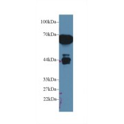 abx103988