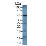 Western blot analysis of Human Raji cell lysate, using Mouse CD86 Antibody (1 µg/ml) and HRP-conjugated Goat Anti-Rabbit antibody (<a href="https://www.abbexa.com/index.php?route=product/search&amp;search=abx400043" target="_blank">abx400043</a>, 0.2 µg/ml).