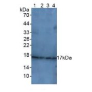 Western blot analysis of (1) Rat Brain Tissue, (2) Human Liver Tissue, (3) Human HeLa cells and (4) Rat Uterus Tissue.