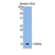 Western blot analysis recombinant Human DEFa3.
