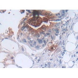 Defensin Alpha 3, Neutrophil Specific (DEFa3) Antibody