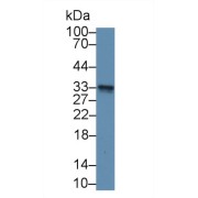 Western blot analysis of Mouse Cerebellum lysate, using Human GSTm3 Antibody (2 µg/ml) and HRP-conjugated Goat Anti-Rabbit antibody (<a href="https://www.abbexa.com/index.php?route=product/search&amp;search=abx400043" target="_blank">abx400043</a>, 0.2 µg/ml).