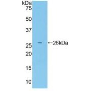 abx104007