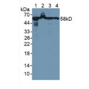 Western blot analysis of (1) Rat Liver Tissue, (2) Rat Pancreas Tissue, (3) Human A549 Cells and (4) Human MCF Cells.