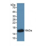 Western blot analysis of recombinant Rat HMGA1.