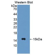 Western blot analysis of recombinant Mouse CXCL10.