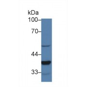 Western blot analysis of Mouse Lung lysate, using Mouse LEDGF Antibody (2 µg/ml) and HRP-conjugated Goat Anti-Rabbit antibody (<a href="https://www.abbexa.com/index.php?route=product/search&amp;search=abx400043" target="_blank">abx400043</a>, 0.2 µg/ml).