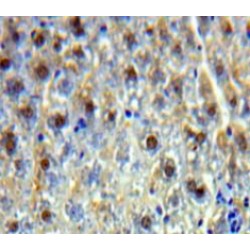 PC4 and SFRS1-Interacting Protein (PSIP1) Antibody