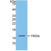 Western blot analysis of recombinant Rat PUMA.