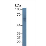 Western blot analysis of Human K562 cell lysate, using Human PVRL2 Antibody (2 µg/ml) and HRP-conjugated Goat Anti-Rabbit antibody (<a href="https://www.abbexa.com/index.php?route=product/search&amp;search=abx400043" target="_blank">abx400043</a>, 0.2 µg/ml).