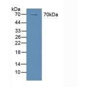 Western blot analysis of Human A431 Cells.