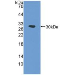 Prostaglandin G/H Synthase 1 (PTGS1) Antibody