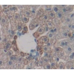 Prostaglandin G/H Synthase 1 (PTGS1) Antibody