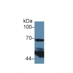 Prostaglandin G/H Synthase 2 / COX-2 (PTGS2) Antibody