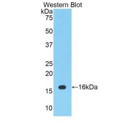 Western blot analysis of the recombinant Mouse PTGS2 Protein.