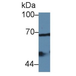 Prostaglandin G/H Synthase 2 / COX-2 (PTGS2) Antibody