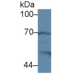 Prostaglandin G/H Synthase 2 / COX-2 (PTGS2) Antibody