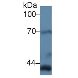 Prostaglandin G/H Synthase 2 / COX-2 (PTGS2) Antibody
