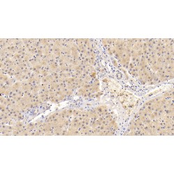 Perilipin-2 (PLIN2) Antibody