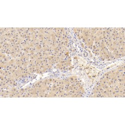 Perilipin-2 (PLIN2) Antibody