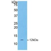 Western blot analysis of recombinant Human CGa.