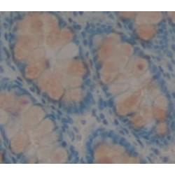 Defensin Alpha 5, Paneth Cell Specific (DEFa5) Antibody