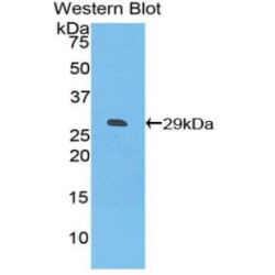 Inducible T-Cell Co Stimulator Ligand (ICOSLG) Antibody