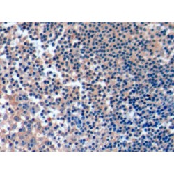 Inducible T-Cell Co Stimulator Ligand (ICOSLG) Antibody