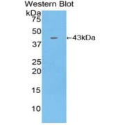 Western blot analysis of the recombinant protein.