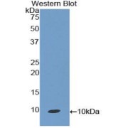 Western blot analysis of the recombinant protein.