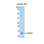 Western blot analysis of the recombinant protein.