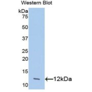 Western blot analysis of the recombinant protein.