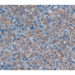 C-C Motif Chemokine 24 / MPIF2 (CCL24) Antibody