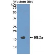 Western blot analysis of recombinant Mouse NRARP.