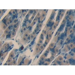 Notch Regulated Ankyrin Repeat Protein (NRARP) Antibody