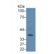 Western blot analysis of Mouse Testis lysate, using Human PRKAg1 Antibody (2 µg/ml) and HRP-conjugated Goat Anti-Rabbit antibody (<a href="https://www.abbexa.com/index.php?route=product/search&amp;search=abx400043" target="_blank">abx400043</a>, 0.2 µg/ml).