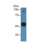 Western blot analysis of Mouse Heart lysate, using Mouse PDK2 Antibody (2 µg/ml) and HRP-conjugated Goat Anti-Rabbit antibody (<a href="https://www.abbexa.com/index.php?route=product/search&amp;search=abx400043" target="_blank">abx400043</a>, 0.2 µg/ml).