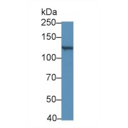 Western blot analysis of Mouse Eye lysate, using Mouse RBP3 Antibody (5 µg/ml) and HRP-conjugated Goat Anti-Rabbit antibody (<a href="https://www.abbexa.com/index.php?route=product/search&amp;search=abx400043" target="_blank">abx400043</a>, 0.2 µg/ml).